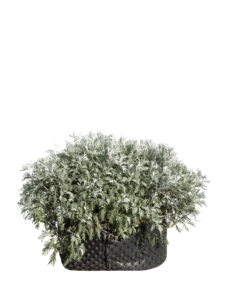 Centaurea cineraria - Flatpot