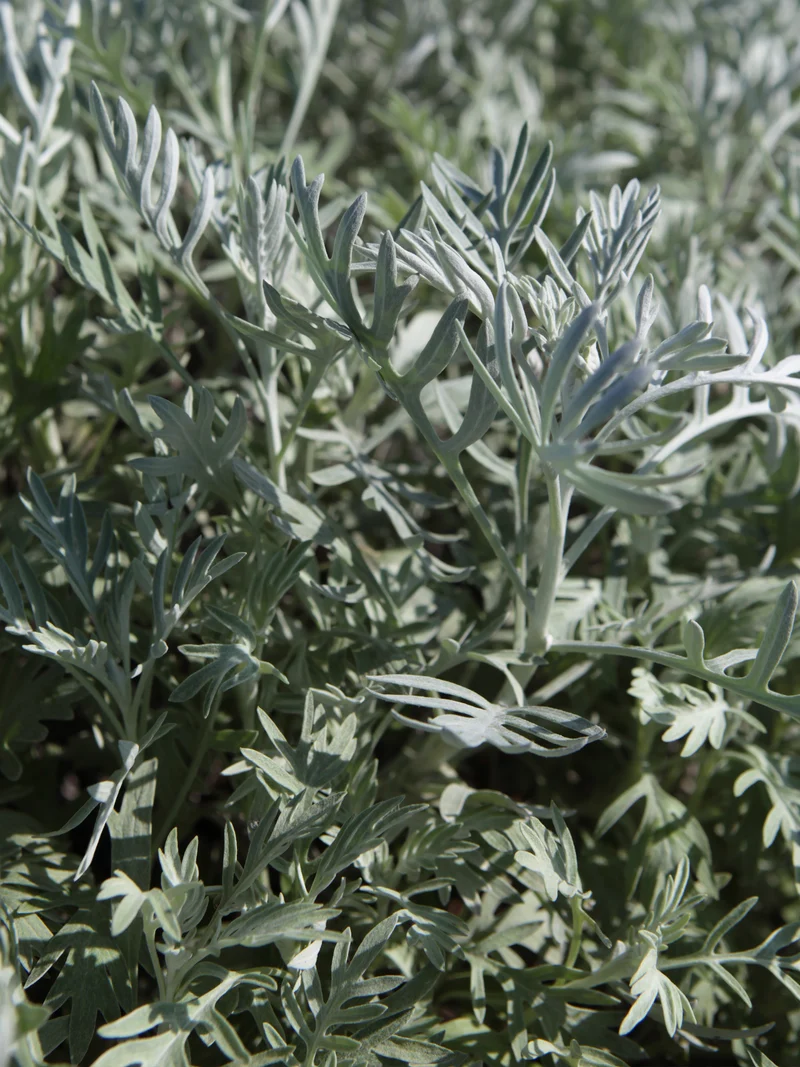 Centaurea cineraria - Flatpot
