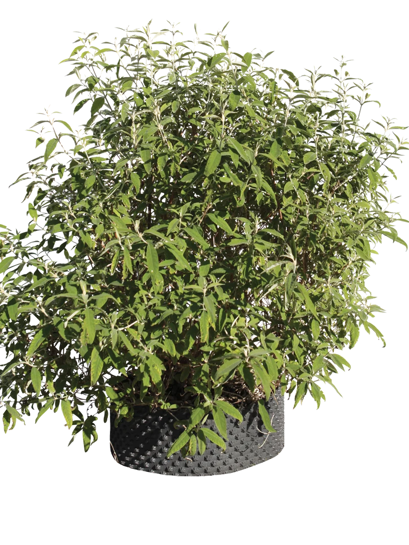 Buddleja officinalis - Flatpot