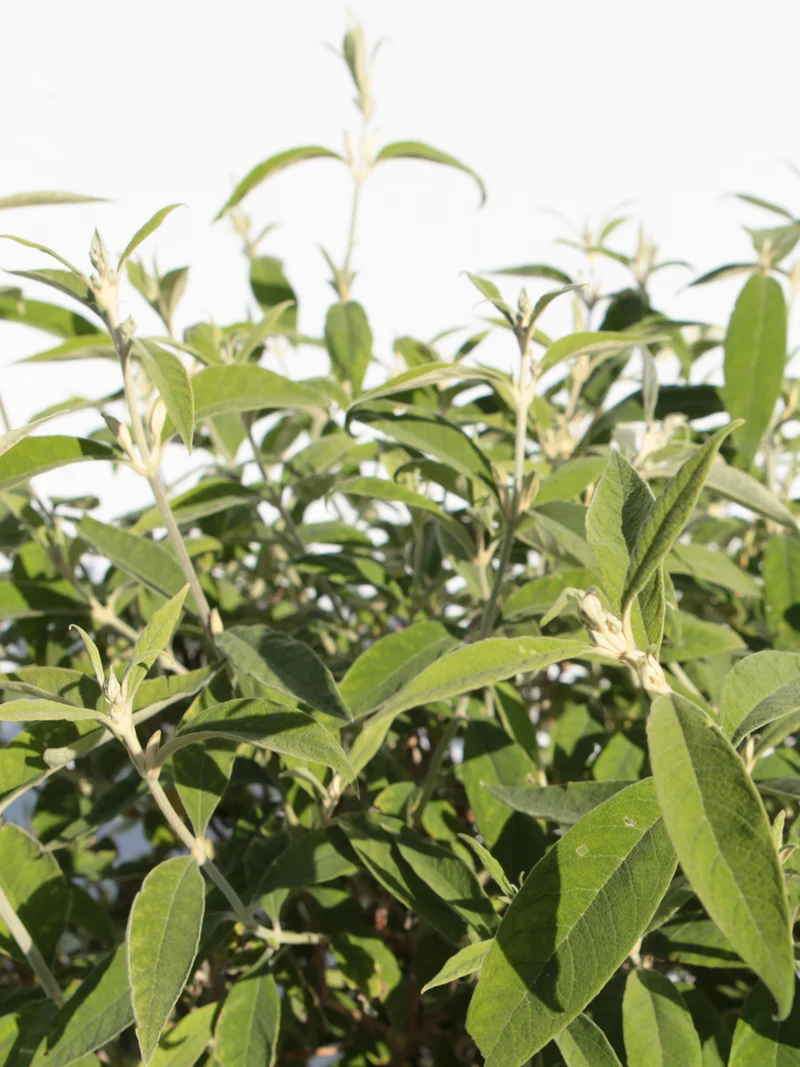 Buddleja officinalis - Flatpot