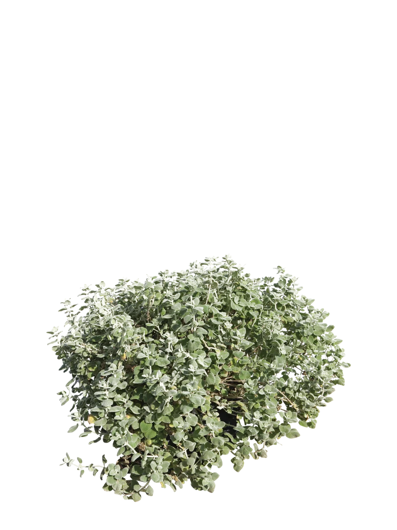 Ballota acetabulosa - Flatpot