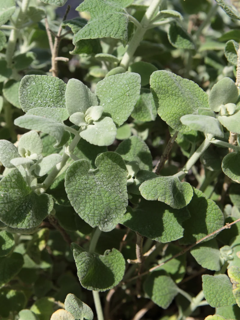 Ballota acetabulosa - Flatpot