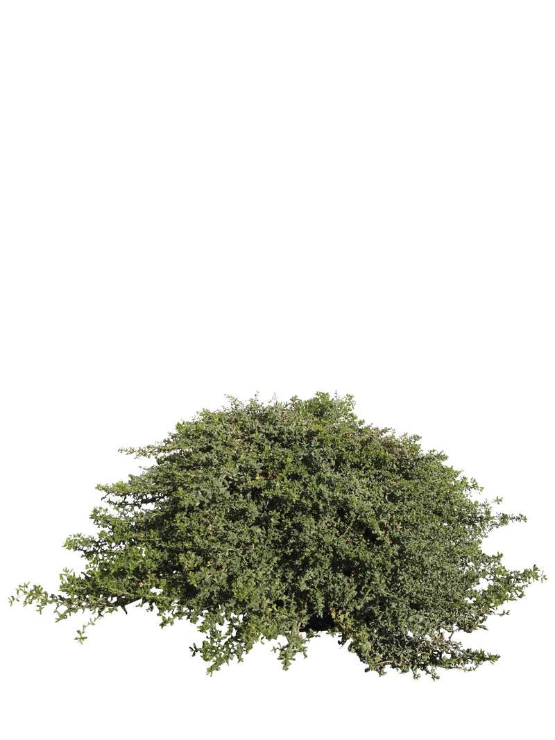 Baccharis pilularis - Flatpot