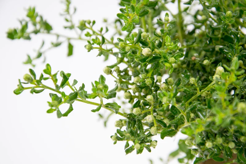 Baccharis pilularis - Flatpot
