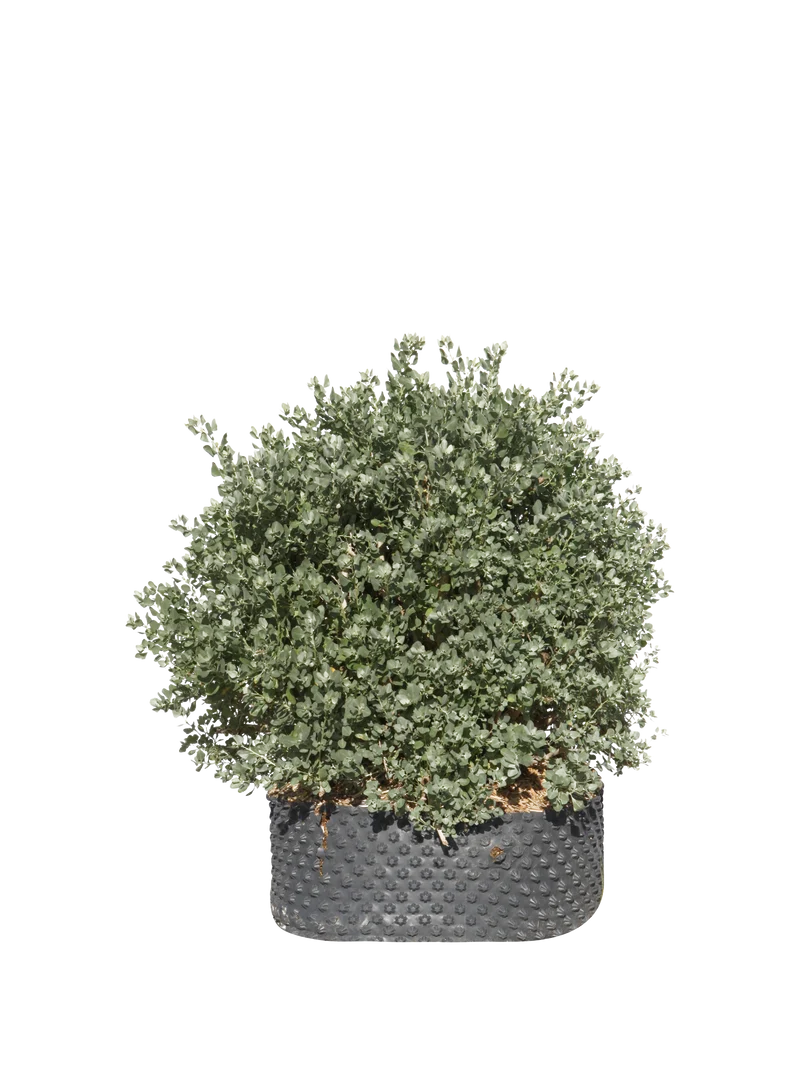 Atriplex halimus - Flatpot