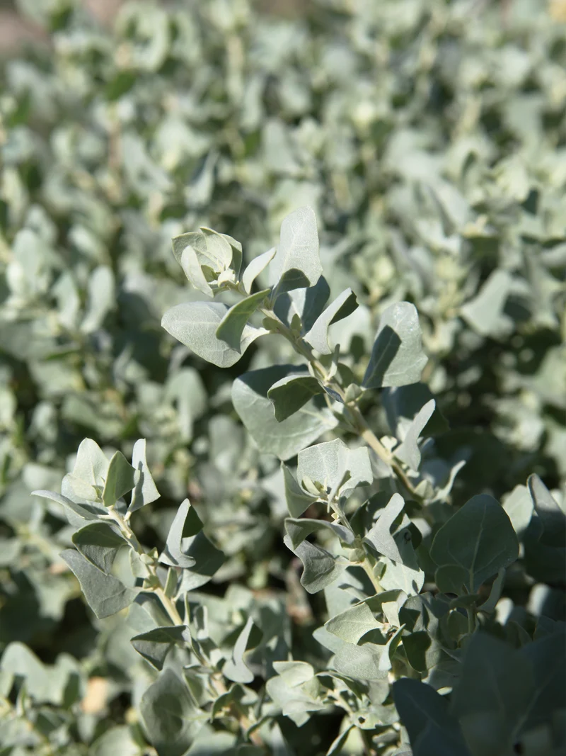 Atriplex halimus - Flatpot