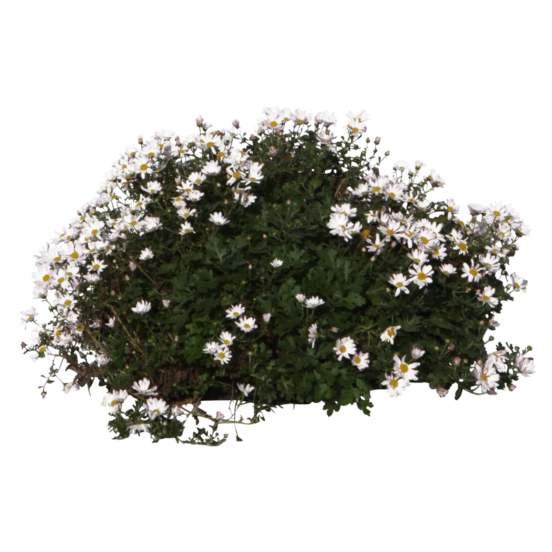 Anthemis maritima - Flatpot