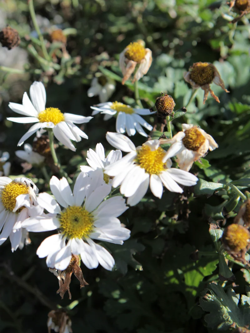 Anthemis maritima - Flatpot