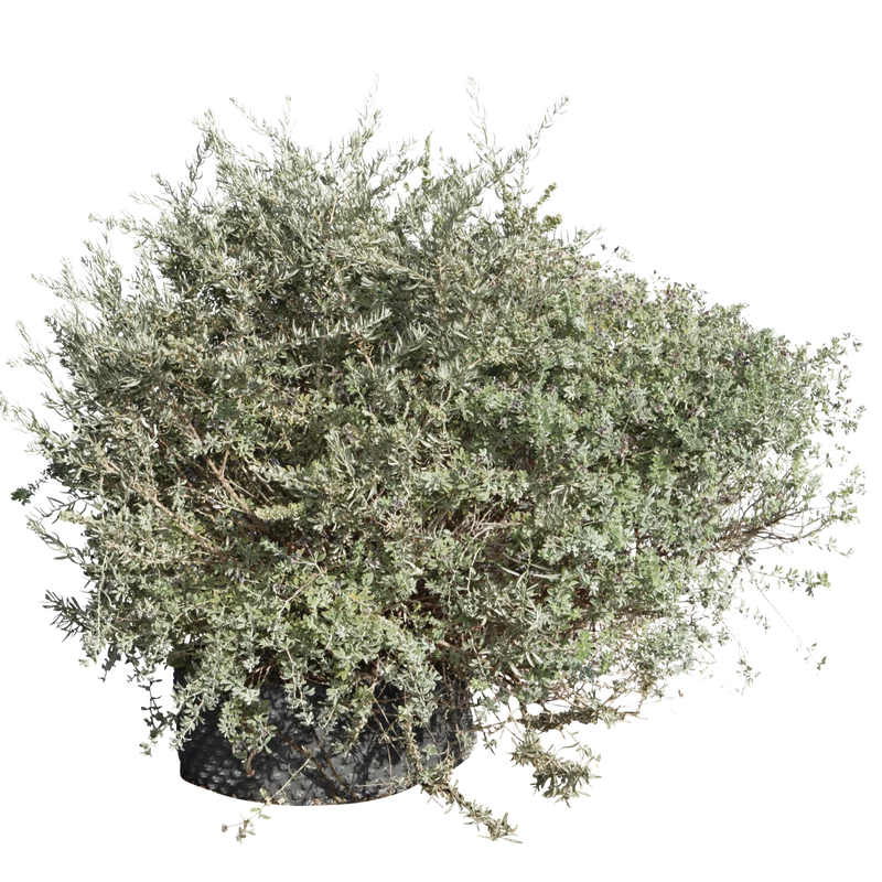 Atriplex canescens - Flatpot