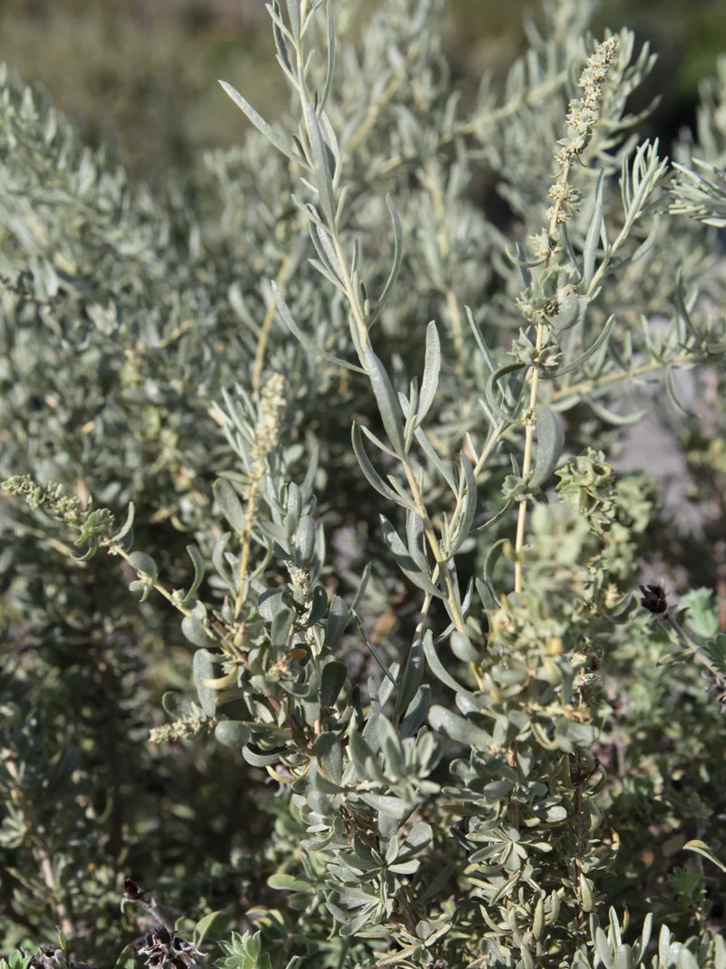 Atriplex canescens - Flatpot