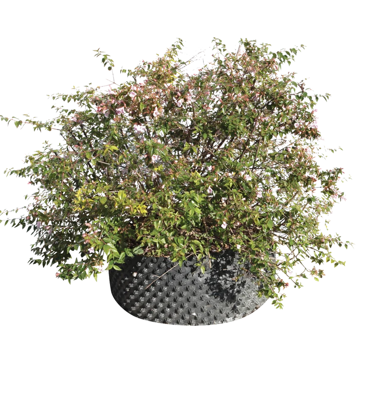Abelia x ‘Edward Goucher' - Flatpot