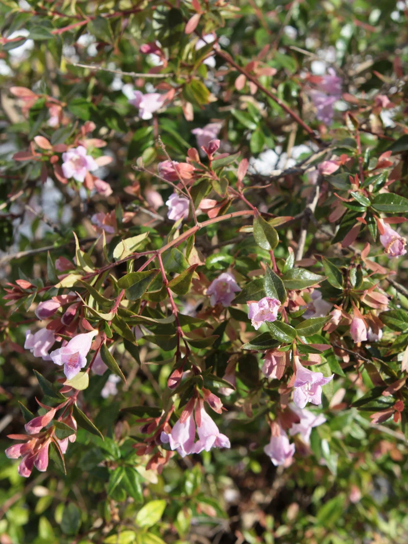 Abelia x ‘Edward Goucher' - Flatpot