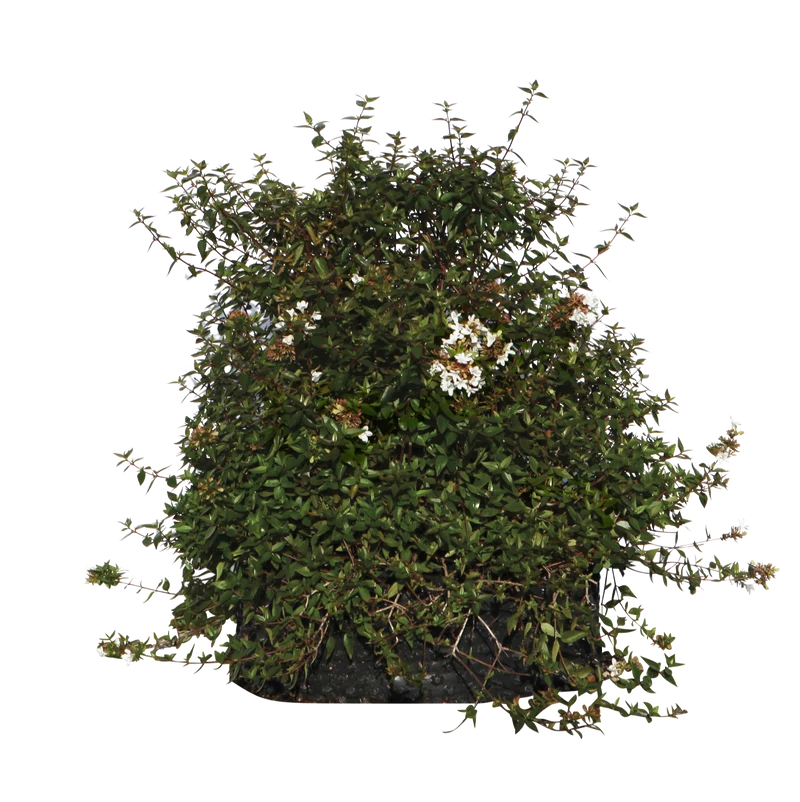 Abelia x grandiflora - Flatpot