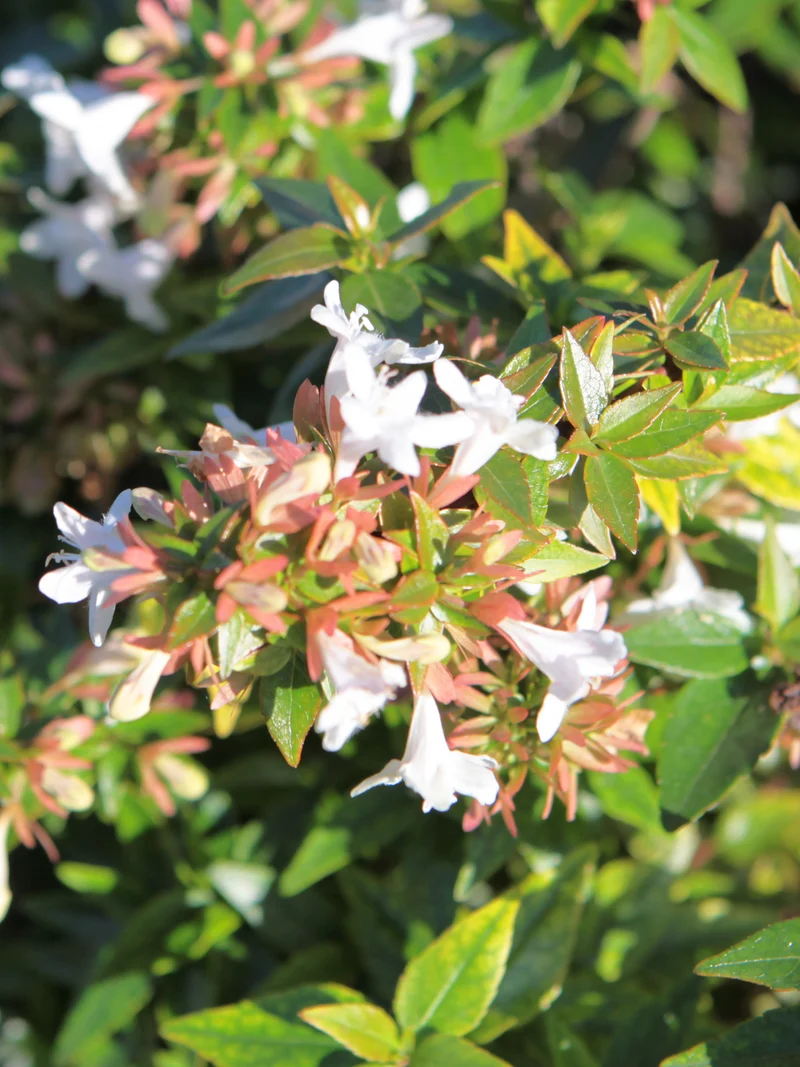 Abelia x grandiflora - Flatpot