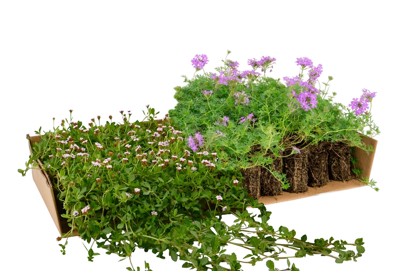 Prato Mix di Verbena hybrida e Lippia nodiflora