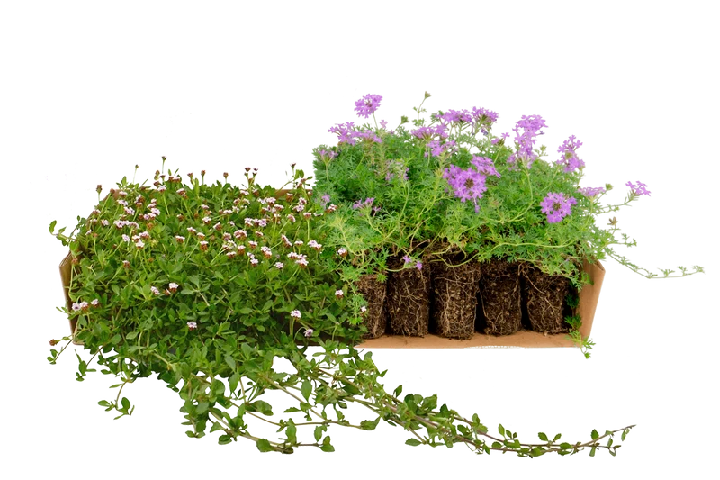 Prato Mix di Verbena hybrida e Lippia nodiflora