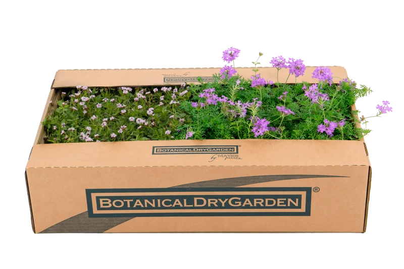 Prato Mix di Verbena hybrida e Lippia nodiflora