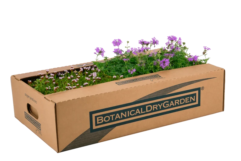 Prato Mix di Verbena hybrida e Lippia nodiflora