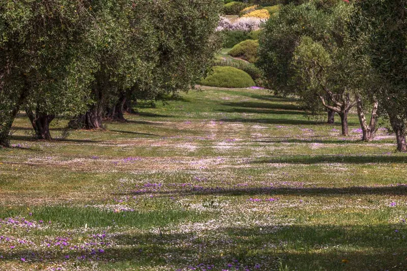 Prato Mix di Verbena hybrida e Lippia nodiflora