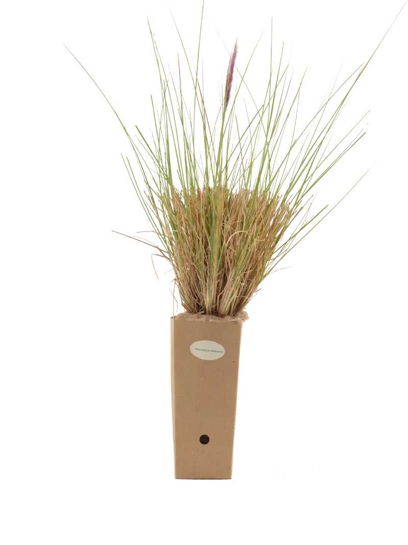Pennisetum setaceum