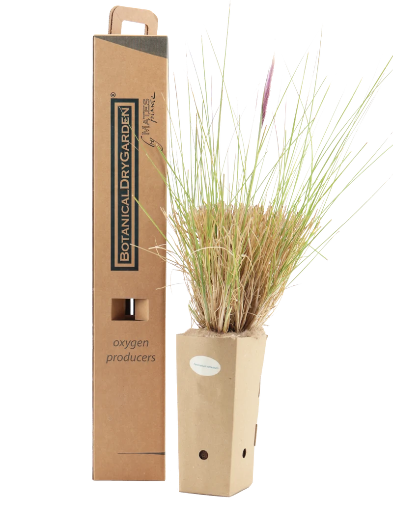 Pennisetum setaceum