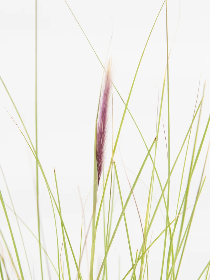 Pennisetum setaceum