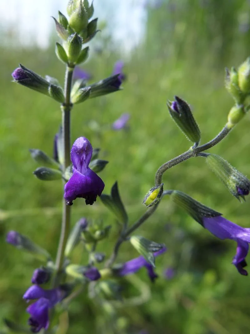 Salvia greggii 'Purple Pastel'