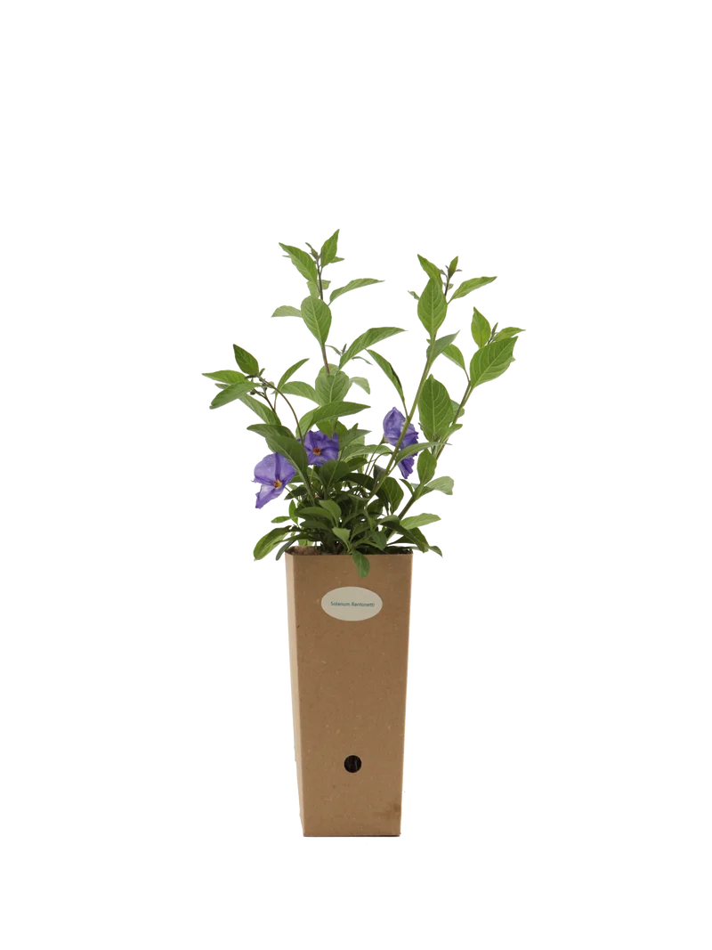 Solanum rantonnetii