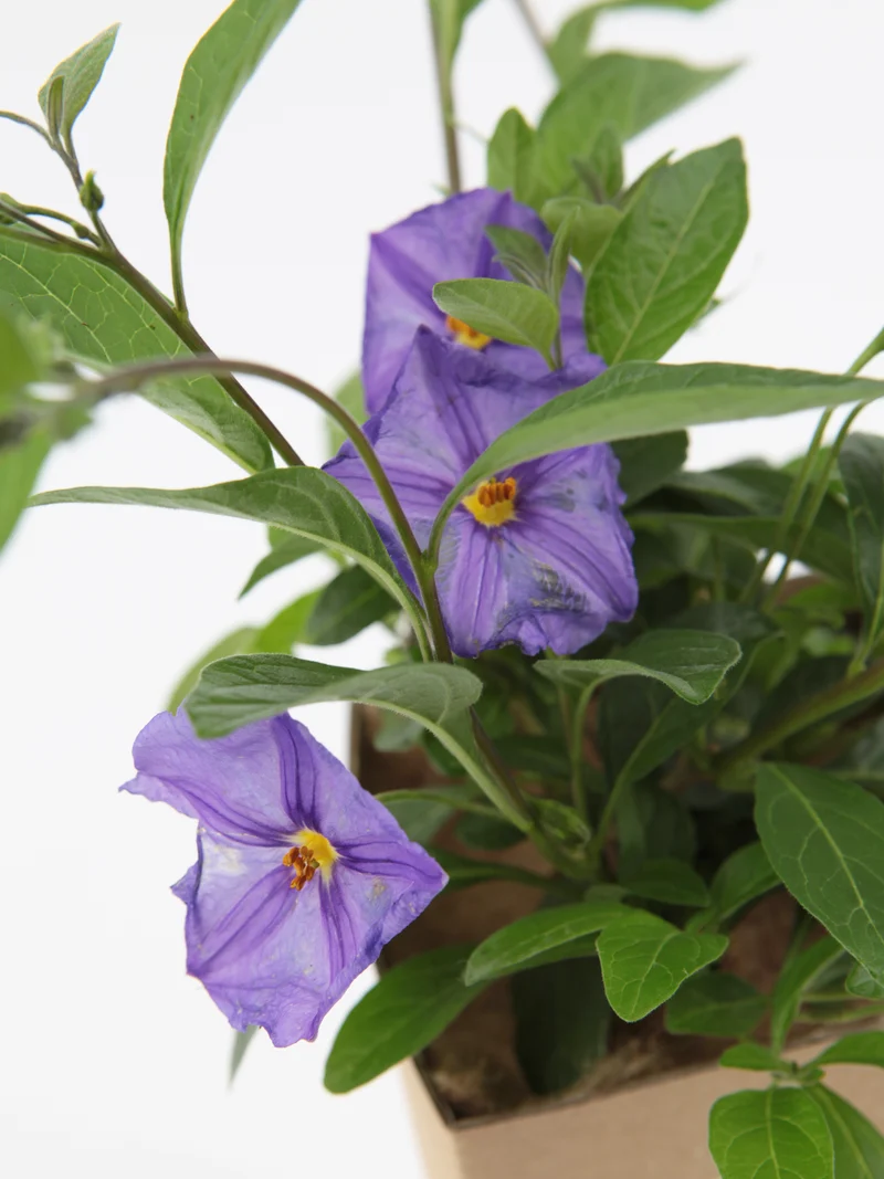 Solanum rantonnetii