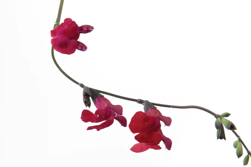 Salvia microphylla 'Royal Bumble'