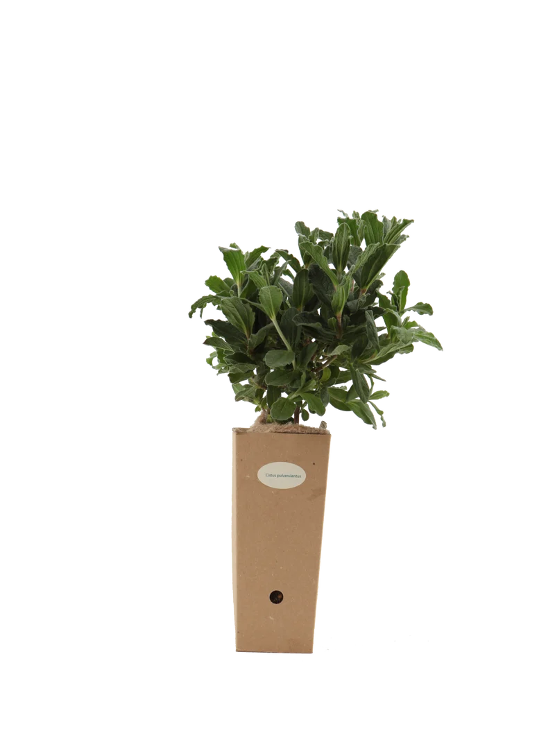 Cistus pulverulentus