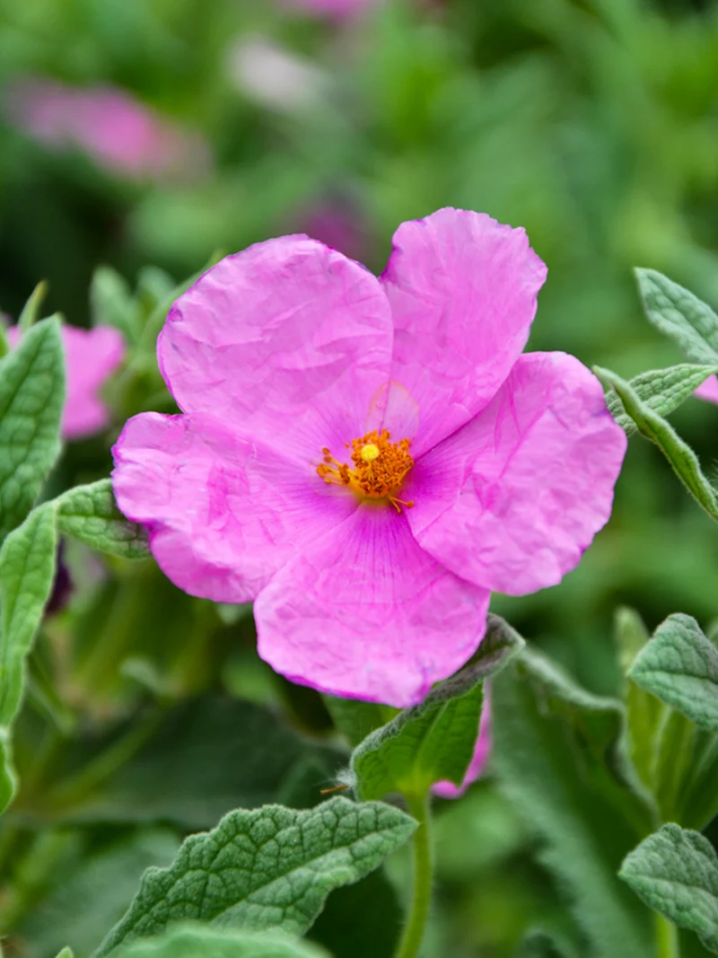 Cistus pulverulentus