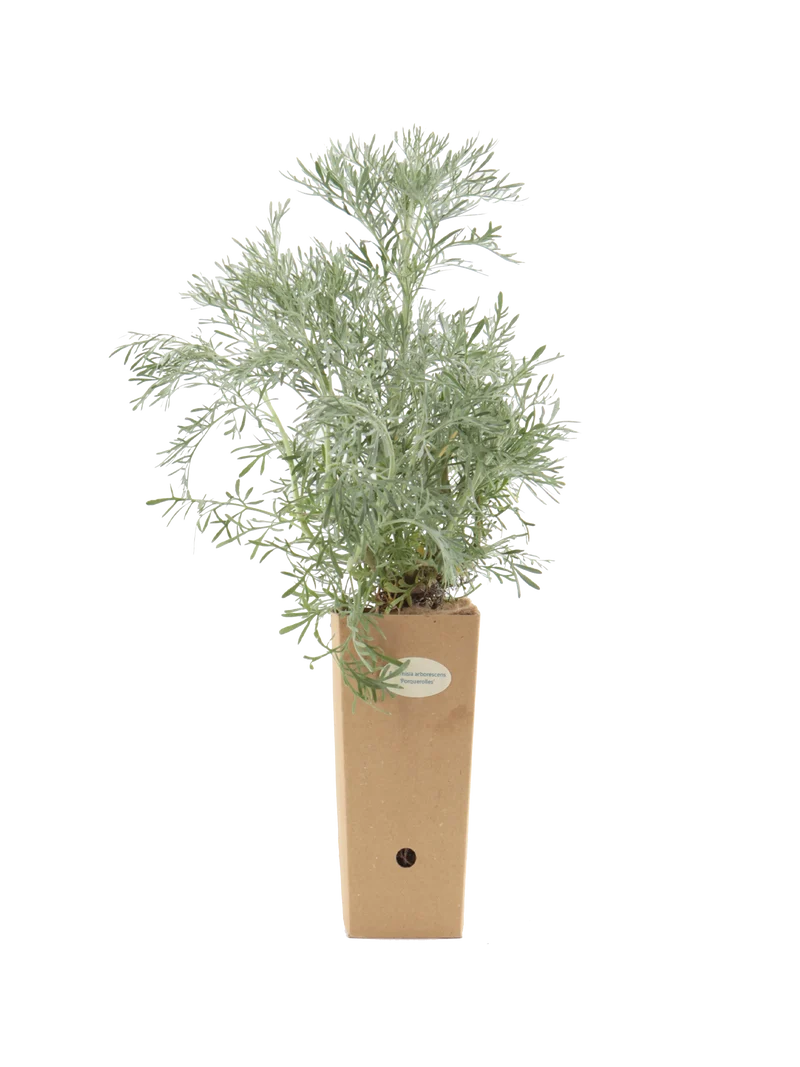 Artemisia arborescens 'Porquerolles'