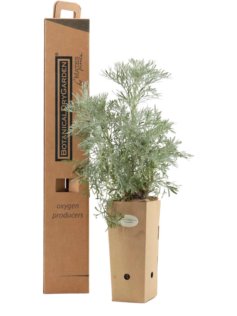 Artemisia arborescens 'Porquerolles'