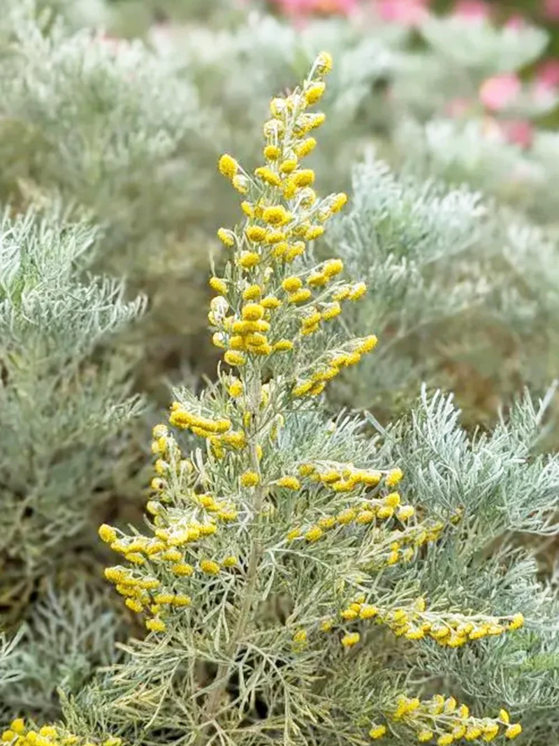 Artemisia arborescens 'Porquerolles'