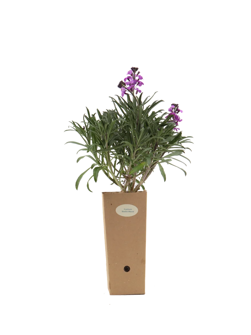 Erysimum 'Bowles Mauve'