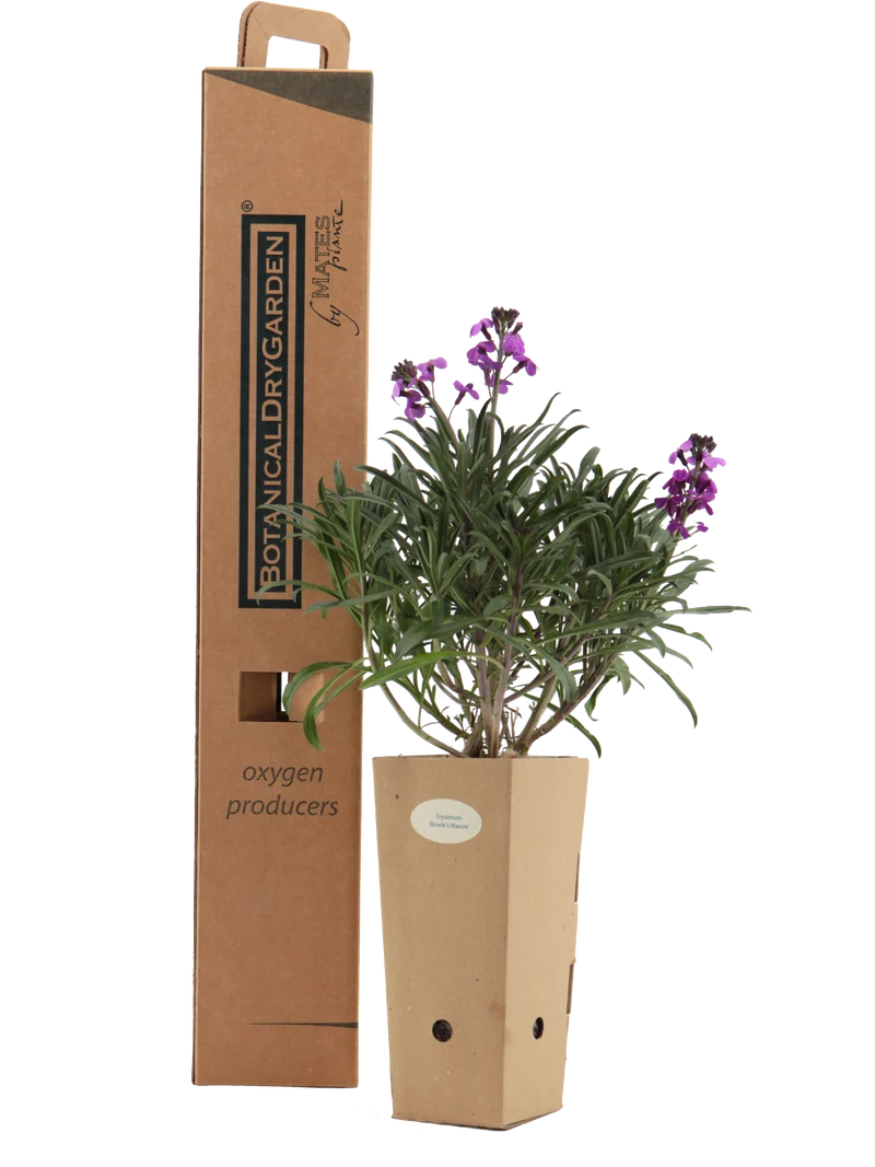 Erysimum 'Bowles Mauve'