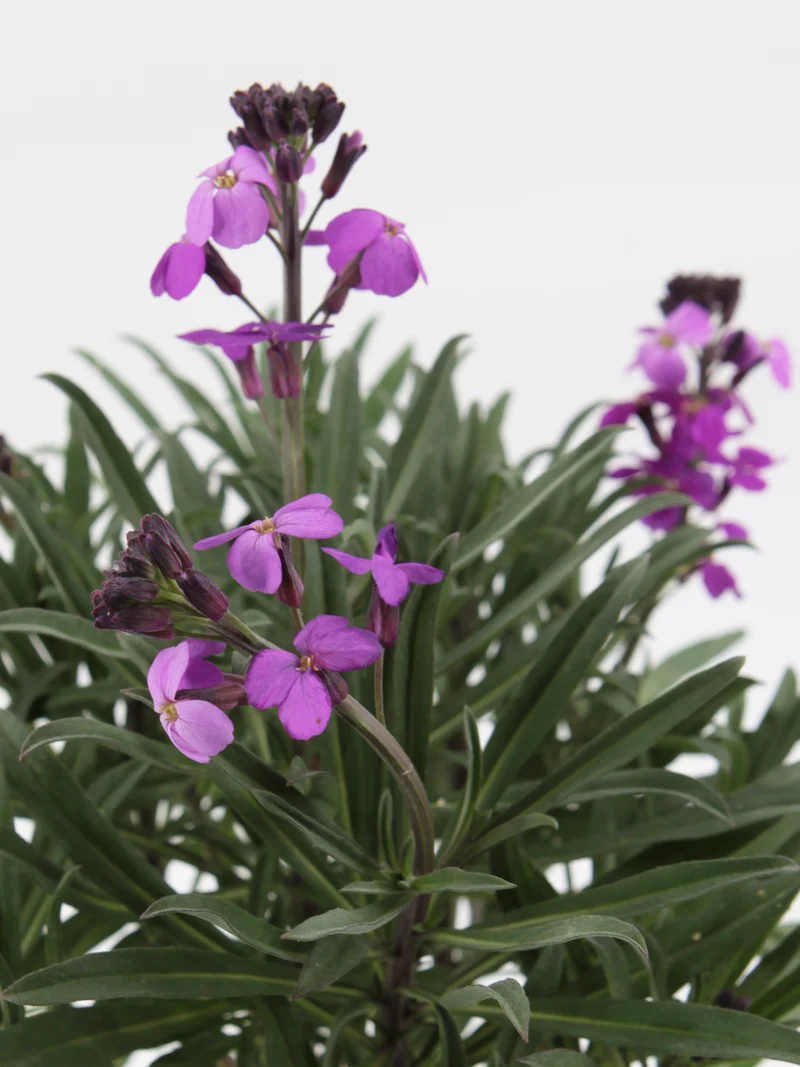 Erysimum 'Bowles Mauve'