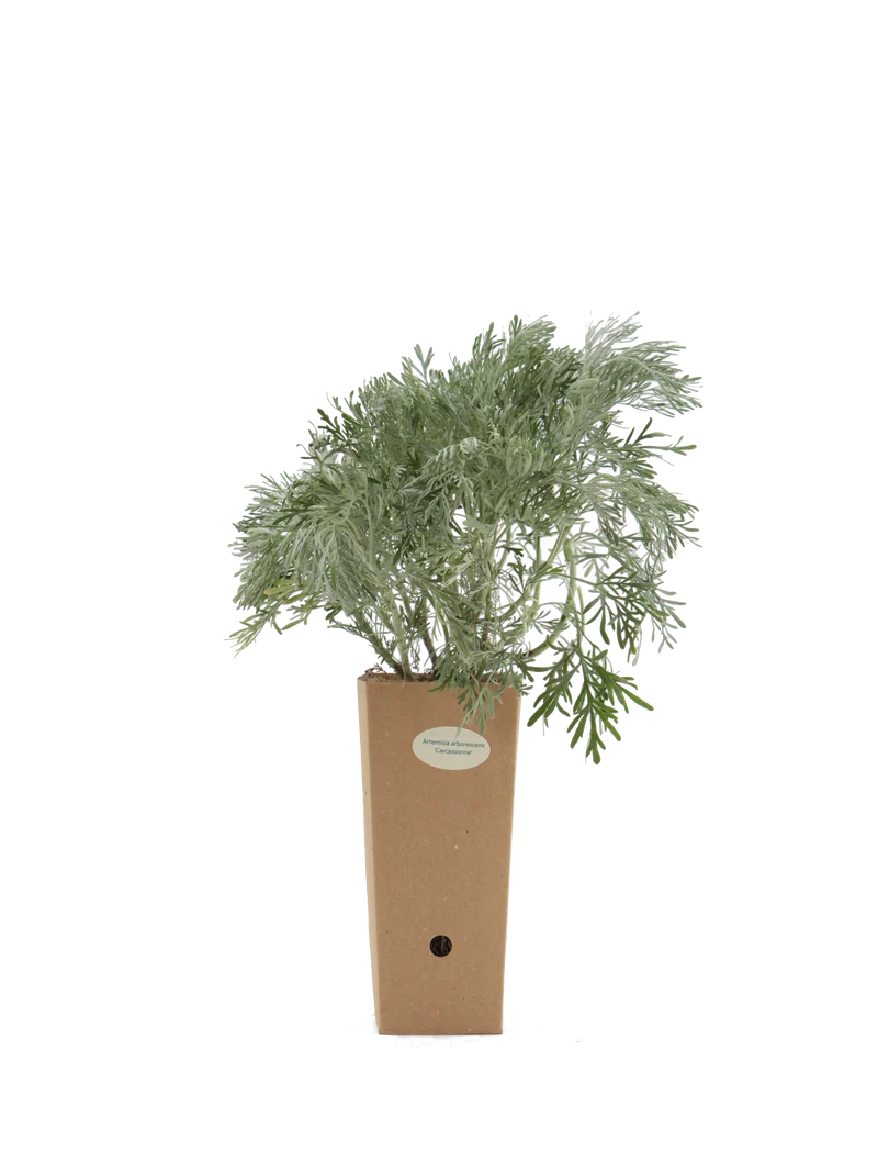 Artemisia arborescens 'Carcassonne'
