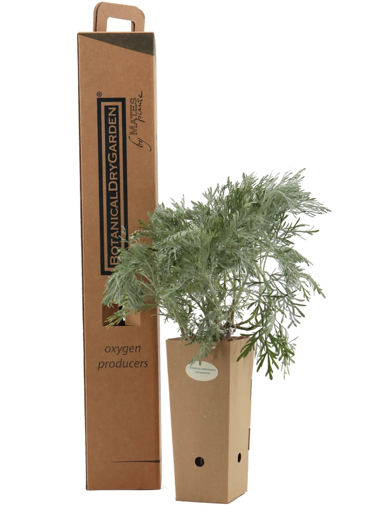 Artemisia arborescens 'Carcassonne'