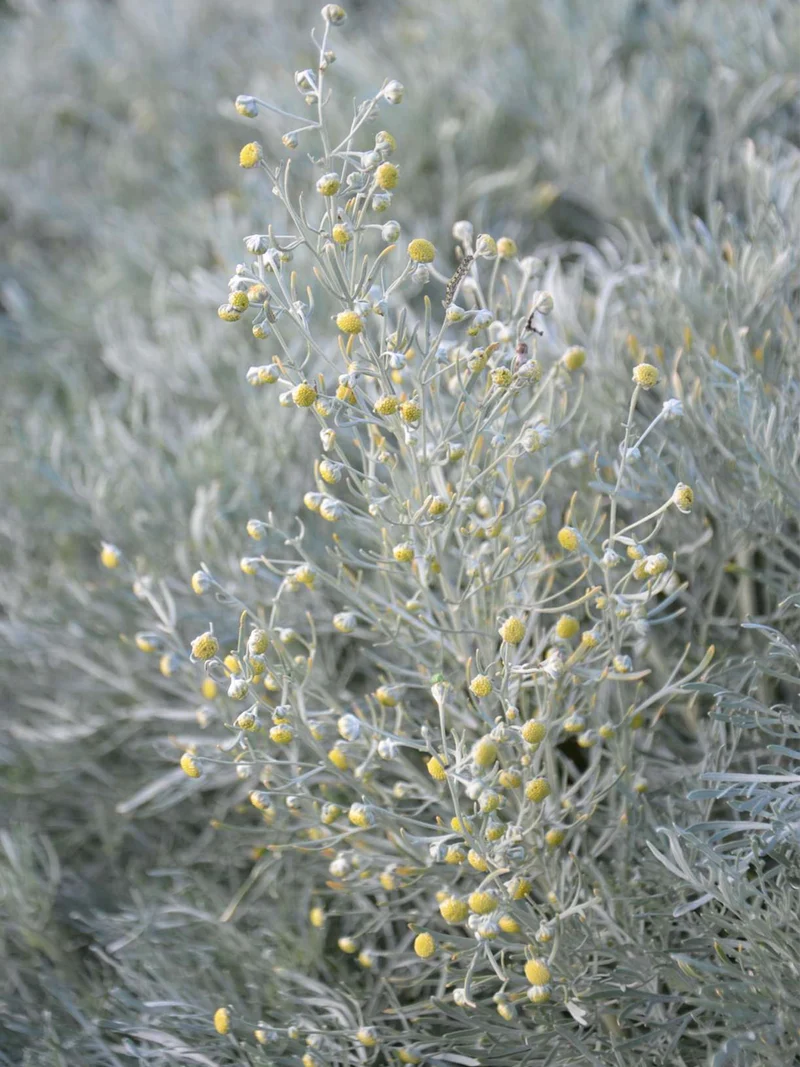 Artemisia arborescens 'Carcassonne'
