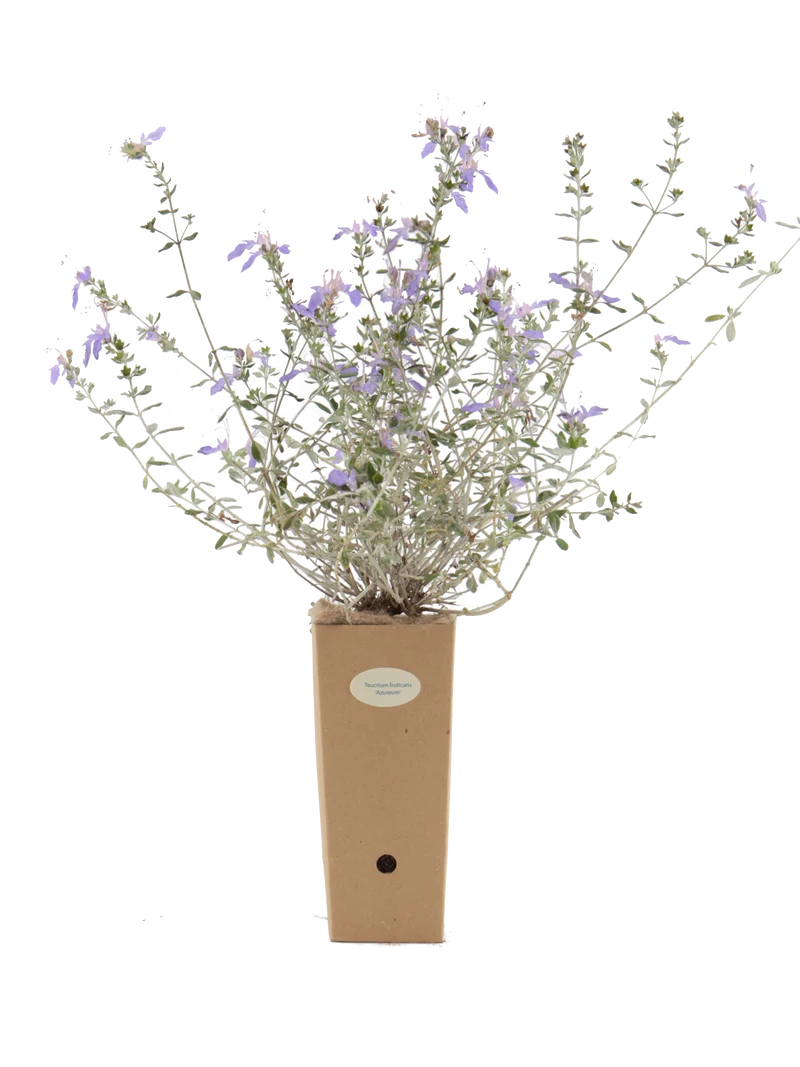 Teucrium fruticans 'Azureum'