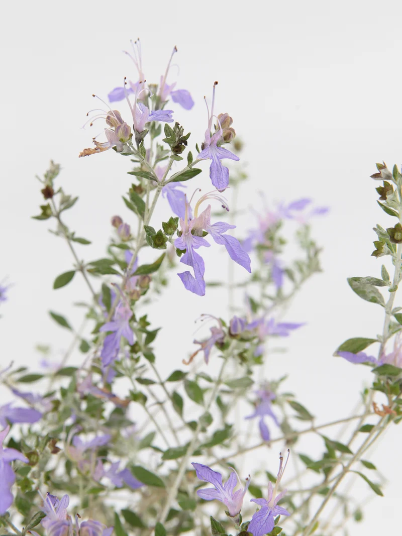 Teucrium fruticans 'Azureum'