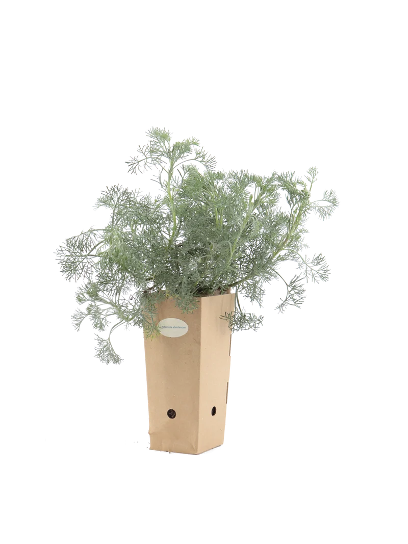 Artemisia abrotanum