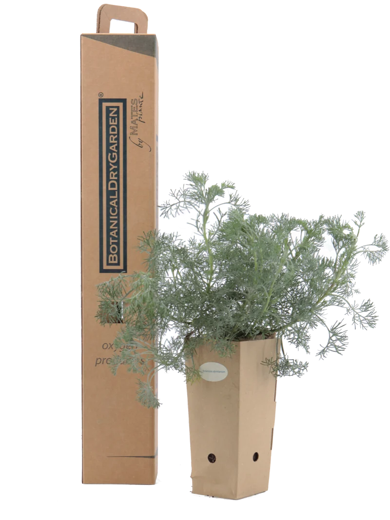Artemisia abrotanum
