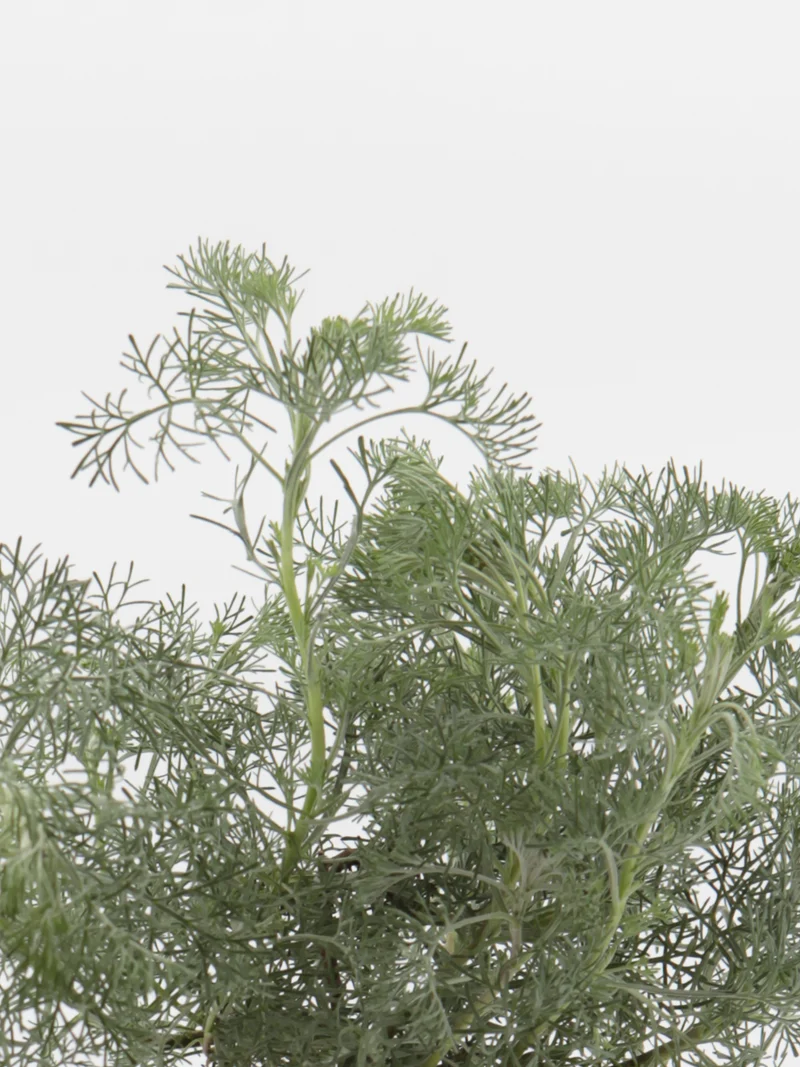 Artemisia abrotanum