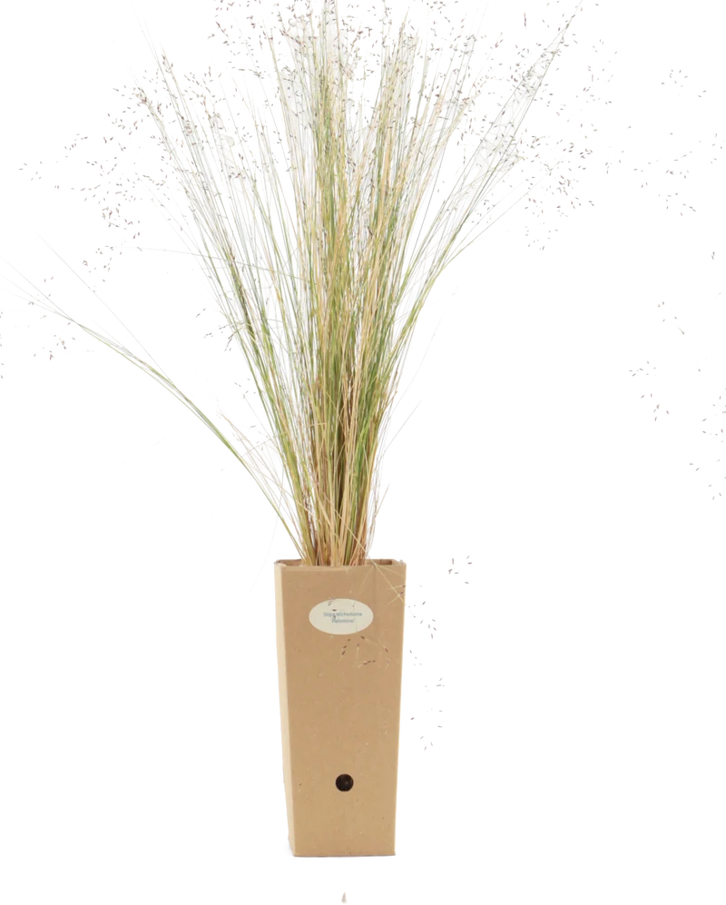 Stipa trichotoma 'Palomino'