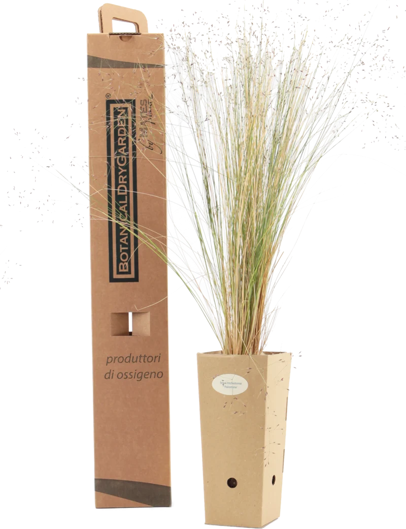 Stipa trichotoma 'Palomino'