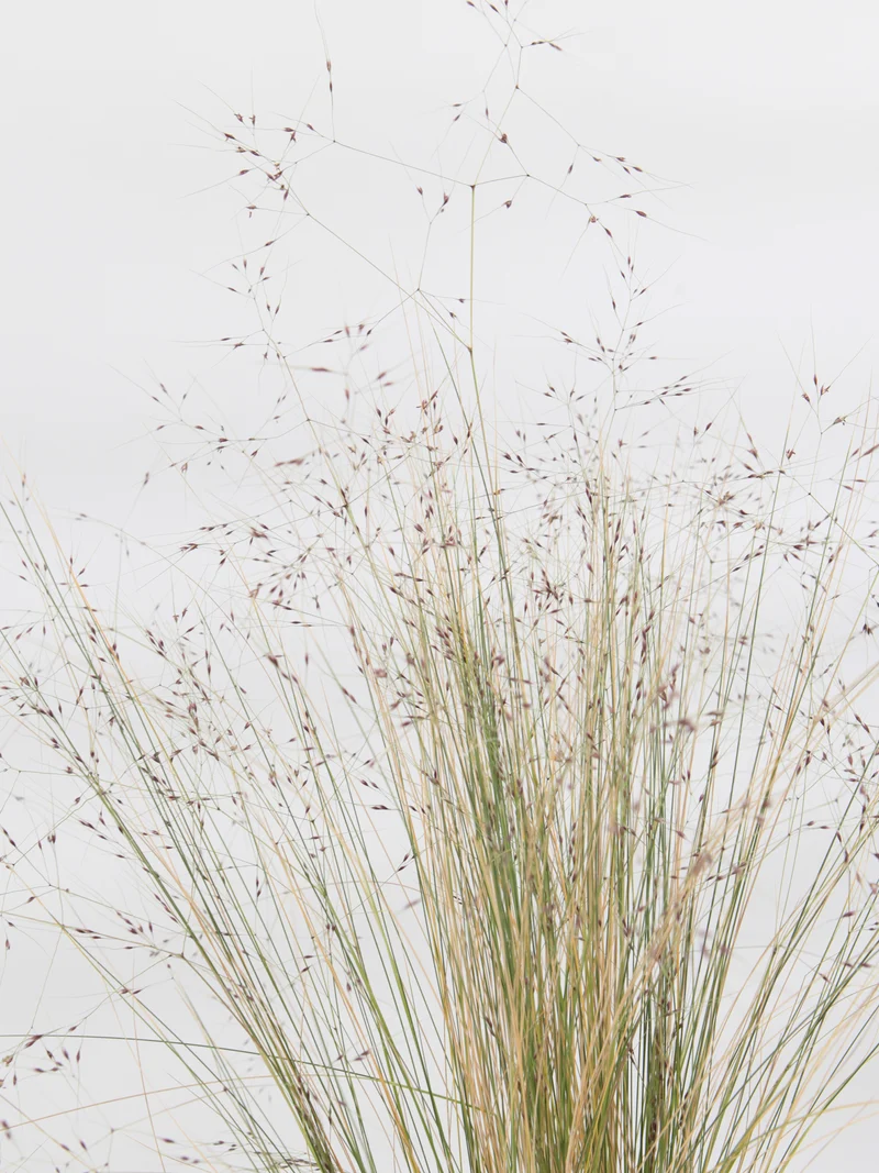 Stipa trichotoma 'Palomino'