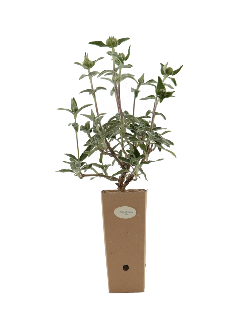 Phlomis fruticosa 'Le Sud'